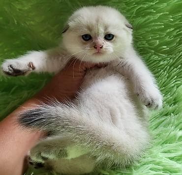 Птицы: Британская — 5