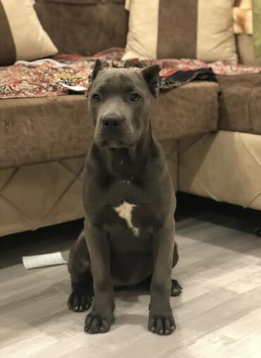 alman ovçarkasının küçükləri: Kane-Korso, 3 ay, Dişi, Sənədli, Ödənişli çatdırılma — 1