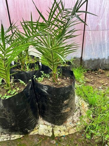 yemek saxlama qablari: Finik palma — 1