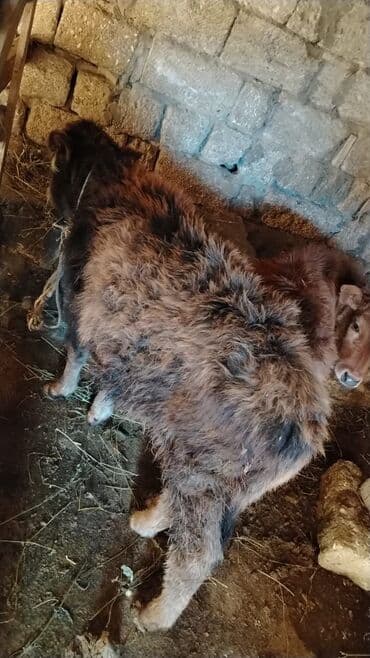 Dovşanlar: Məhsul:ana bala inək boğaz Təsvir: - Növ: Mal-qara, dana - Say: 1 baş — 2