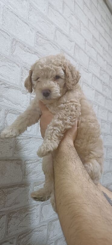 heyvan sahiblenme: Pudel, 2 ay, Dişi, Peyvəndli, Ödənişli çatdırılma — 5