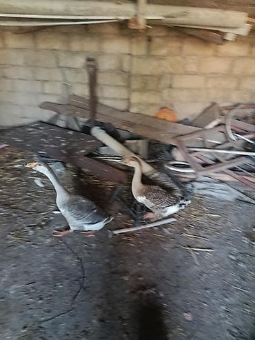 bala tutuquşu: Satılır 4 ədəd qaz. 2 1 yas yumurtar dişi erkey 2 5 ayliq hemin ana — 4