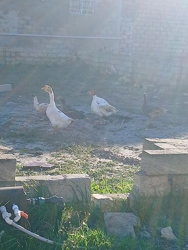 broyler cuce satisi: Salam oz qapimin 1 illik saglam 4 diwi 1 erkek diwiler yerridiler ekek — 6