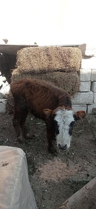 inek dana: Satılır: balaca dana - Cins: qarışıq (qəhvəyi bədən, ağ-al rəngli — 2