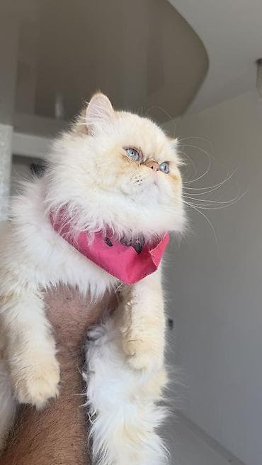 serebrist cuce satisi: Fars, Erkək, Cütləşmə üçün — 7
