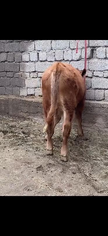 erkəy danalar: Qırmızı-qonur rəngdə, uzun tüklü gənc buğa balası (erkək danalıq) — 10