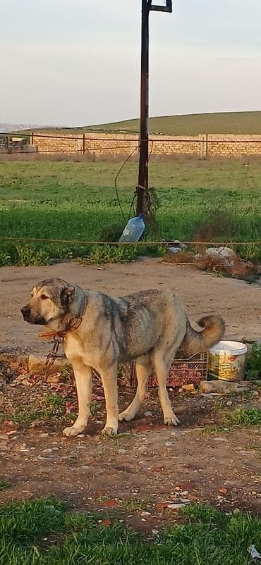 it damlari: Qurdbasar, 2 il, Dişi, Peyvəndli, Ödənişli çatdırılma — 6