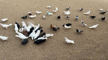 ucuz goyərcin: Məhsul: Ev göyərçinləri sürüsü Təsvir: - Müxtəlif rəng və naxışlarda — 3