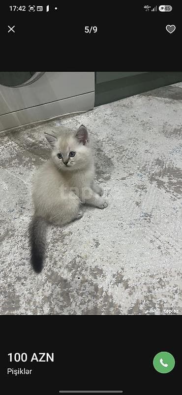 ev heyvan: Qızıl şinşilla — 2