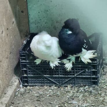 Cins göyərçinlər – 2 ədəd - Növ: bəzək/şou tipli tüklü-pəncəli