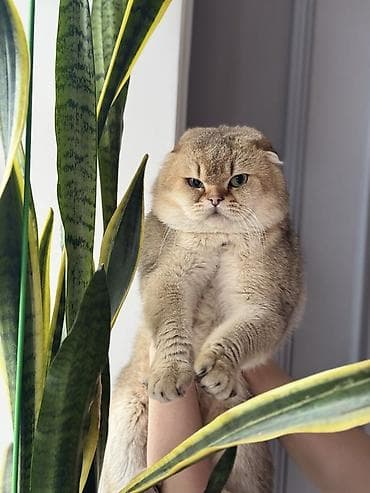 dosan sekili: Qızıl şinşilla, Erkək, Yaxşı əllərə, Ödənişli çatdırılma — 1