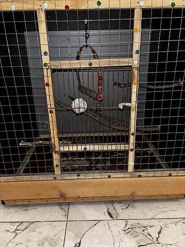 Собаки: Qiymətdə razılaşmağda olar Təzədir siyirməli qəfəsdi böyük quşlar — 4