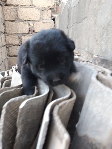 bala afçarka: Zvonok, 2 ay — 7