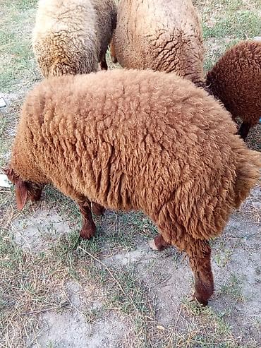 Qoyunlar, qoçlar: Qəhvəyi rəngli qoyun

1 Erkey 1 disi quzu satılır Erkey patdama kkokdu — 2