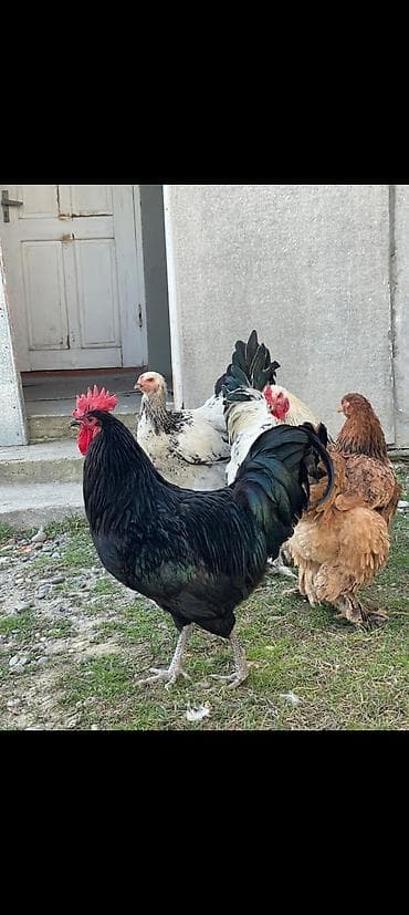 Зоотовары: Australop xoruz 2 yaşn icindedi sağlam heyvandır — 3