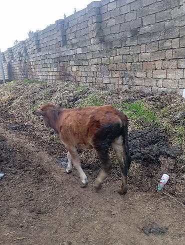 inək dana: Saxlanmali kok disi dana — 3