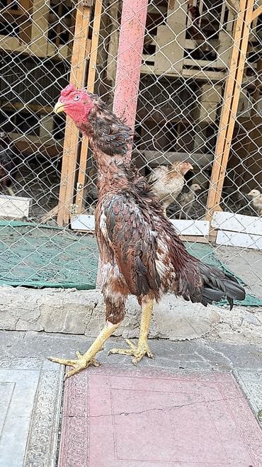 cins pişiklərin satışı: Xoruz, Heyratı, il: 2, Rayonlara çatdırılma, Ödənişli çatdırılma — 1