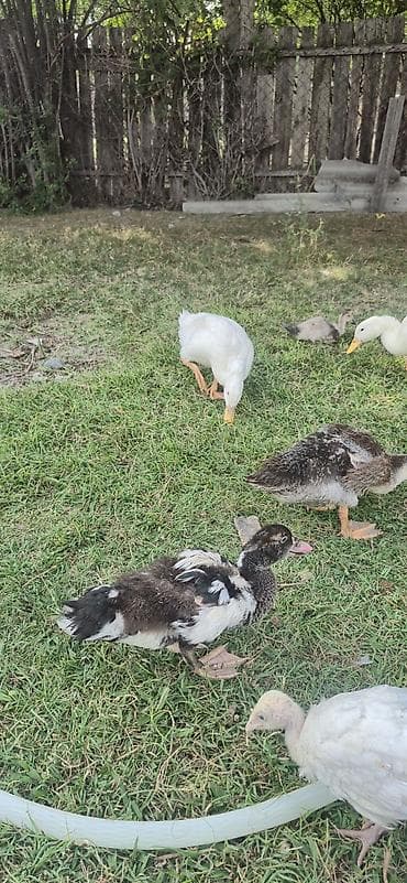 Утки: Muscovy (indi ördəyi) balaları satılır - Cins: Muscovy/indi ördəyi - — 6