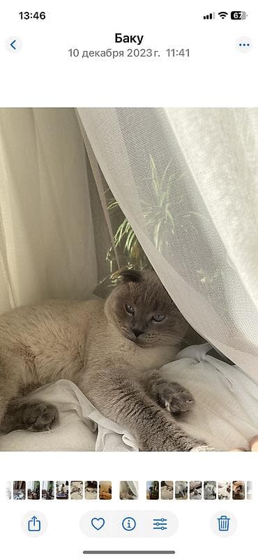 xaski it sekilleri: Şotland yastı qulaq, Erkək — 4