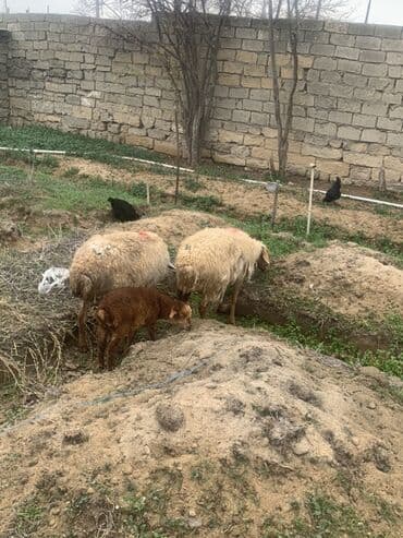 Аквариумы: Ana Bala qoyunlar satılır — 1