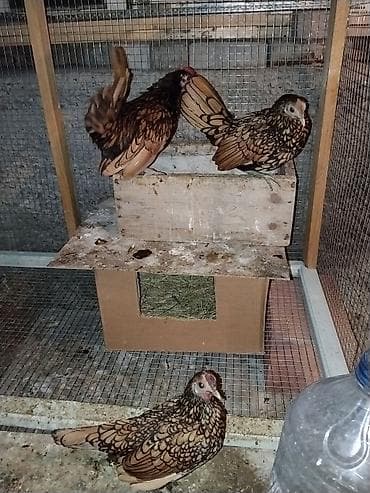 Qizili zibrayt cutu 70 ə də var.Cutu 80 manatada var.Unvan Şəki