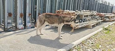 pudil itleri: Xaski — 5