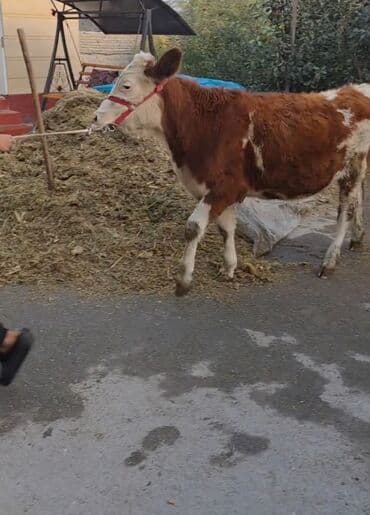 simental inekler satilir: Məhsul: Dana (Simental tipli, al-qəhvəyi və ağ rəngli) Xüsusiyyətlər — 2