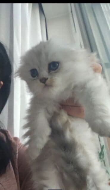 1 azn pişik: Şinşilla, Erkək, Yaxşı əllərə, Ünvandan götürmə, Ödənişli çatdırılma — 2