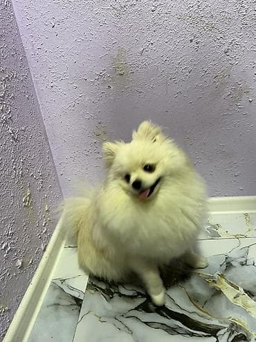 Gəmiricilər: Şpitz — 2