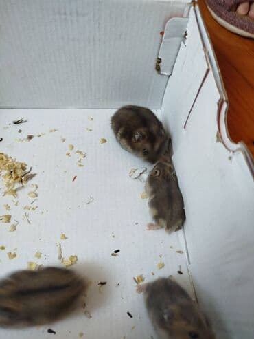 tək qaş: 4 eded xomyak tek tek alinsa 5 azn (baladi) ev ile birlikde alinsa — 5