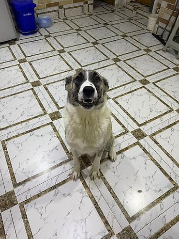 it balaca: Peyvəndli — 6