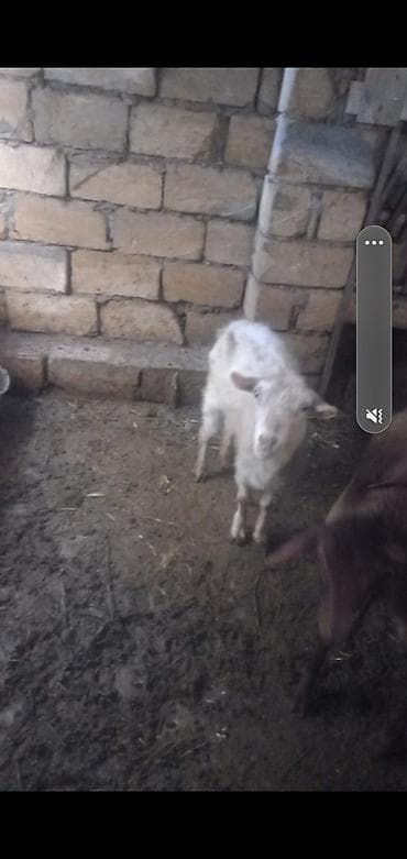 Məhsul: Ağ rəngdə keçi (dişi) Xüsusiyyətlər: - Növ: Yerli keçi - — 2