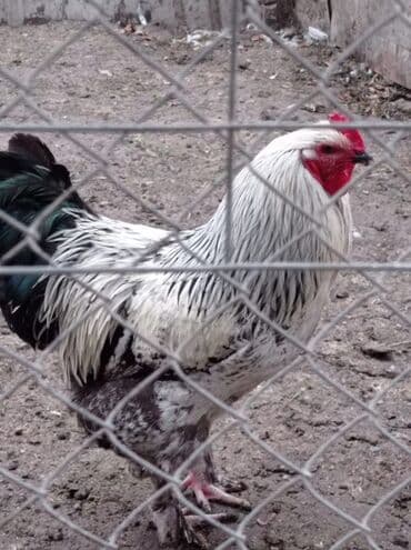 sultan toyuqlar: Toyuq, Brama, Damazlıq — 6