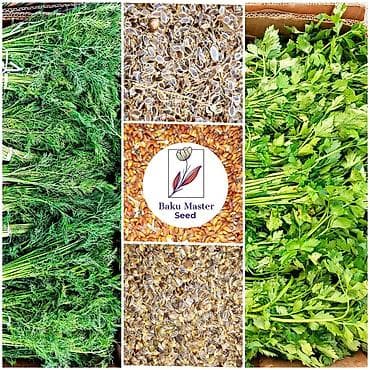 chia toxumu istifade qaydasi: Şüyüd Toxumu 🌱 Payızlıq şüyüd toxumu satışda Həm peşəkar həmdə — 3