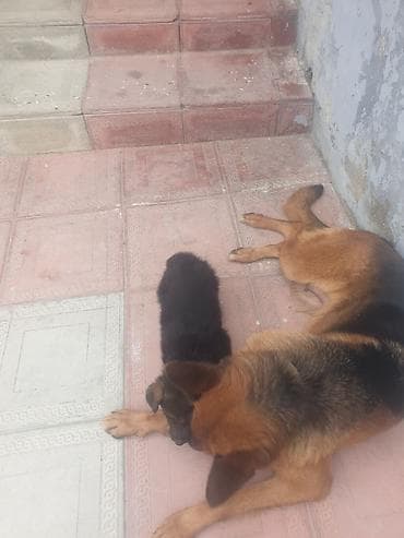 it üçün kəmər: Alman çoban iti, 1 ay, Dişi — 3