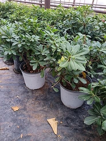 Çöl bitkiləri: Kalanxoe (Kalanchoe blossfeldiana) – saksı bitkisi - Çeşid: çiçəkli — 6