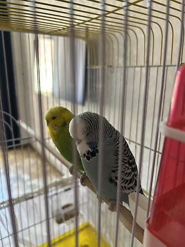 pomeranian satilir: Təmiz qan Çex tutuquşuları satılır 🦜 Quşlar çox sağlam, aktiv və — 6