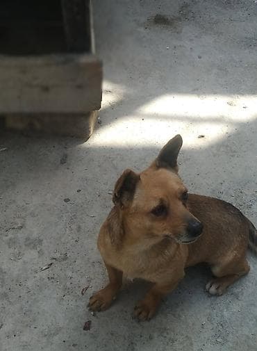 ev itleri qiymeti: Zvonok — 1