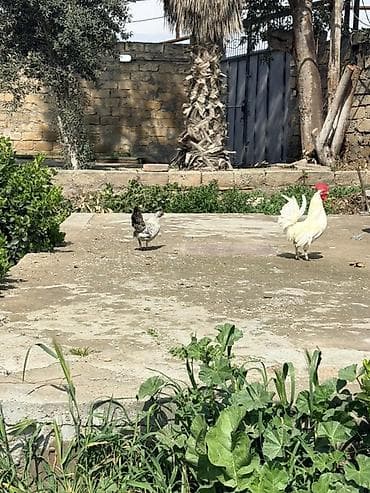 firəng toyuğu: Toyuq, Damazlıq — 2