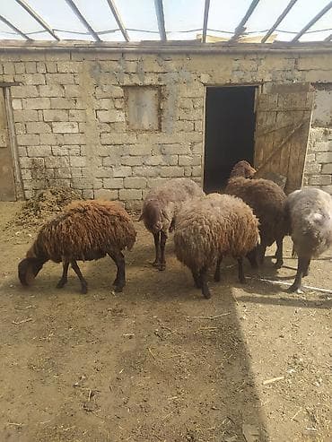 Hinduşkalar: Erkək Qala qoçları satılır Cavan heyvanlardı 3 dənə qırxılmışdar 850 — 1