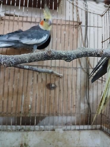 cənnət quşu: Nimfa (Cockatiel) tutuquşuları – bir cüt, qəfəs və yuvalıqla — 4