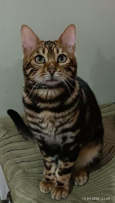 sabuncu it bazari: Benqal, Erkək — 1