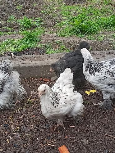 heyvan satışı tap az: Cins toyuq balaları – tüklü pəncə (pəncələri lələkli) ləhçəli — 9