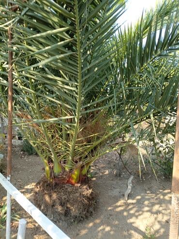 Quruducular: Xurma (xurma xurması – Phoenix dactylifera) palması - Növ: dekorativ — 3