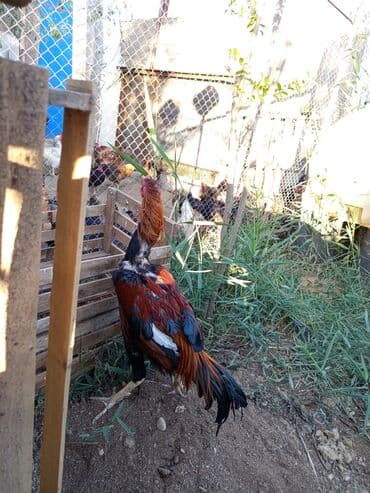 linqorin toyuqlar: Xoruz, il: 1 — 4