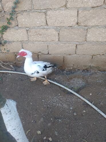 Inəklər, öküzlər: Erkək, | Lal ördək, Damazlıq, Ünvandan götürmə — 4