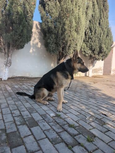 Qaşıqlar: Alman çoban iti, Erkek, Peyvəndli — 2