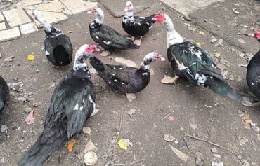 Digər kənd təsərrüfatı heyvanları: Erkək, | Lal ördək, Ətlik — 2