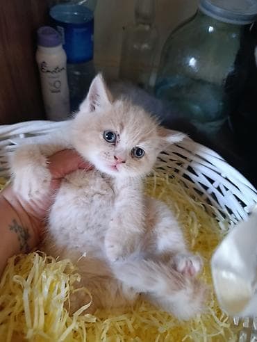 pişim: Britan — 5