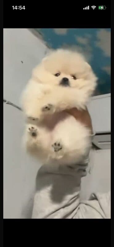 cütleşdirme: Şpitz — 4